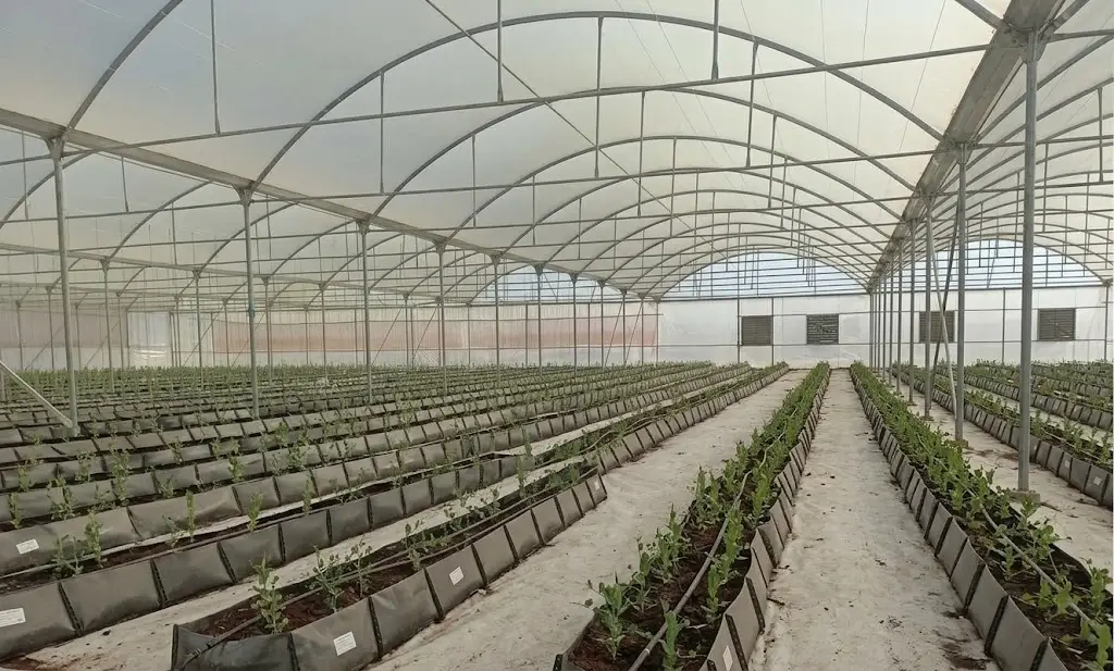HYDROPONICS 