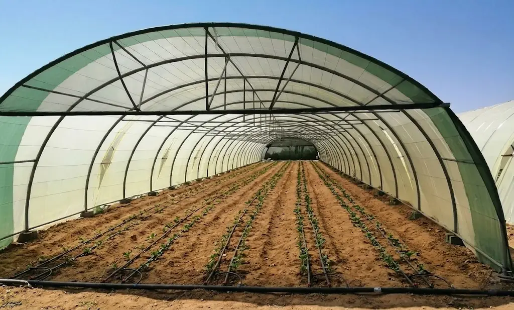 TUNNEL GREENHOUSE