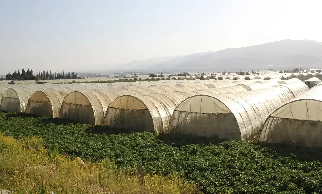 TUNNEL GREENHOUSE
